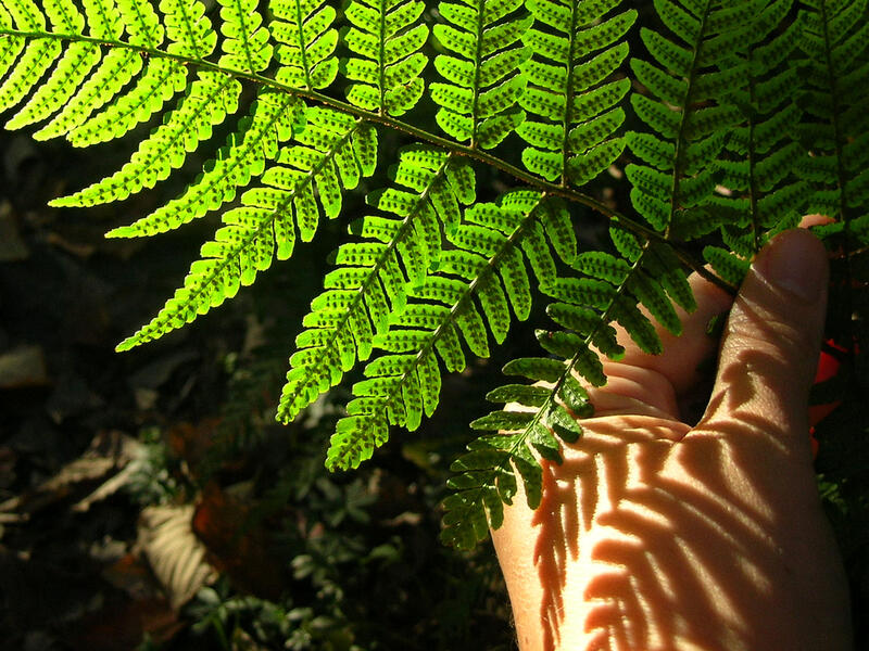 fern spores and shadow