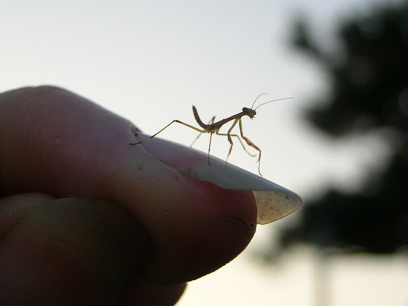 micro baby mantis on a fingernail