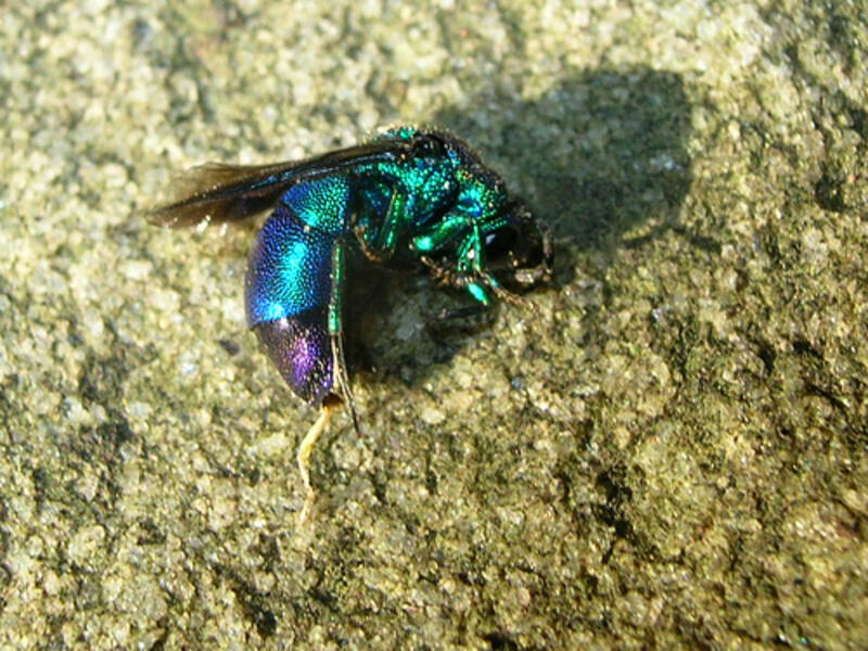 dead metallic fly