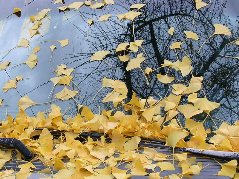 ginkgo leaves on a car window