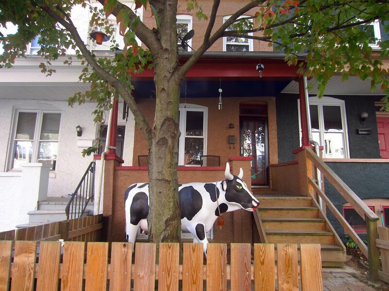 front yard cow, Hampden
