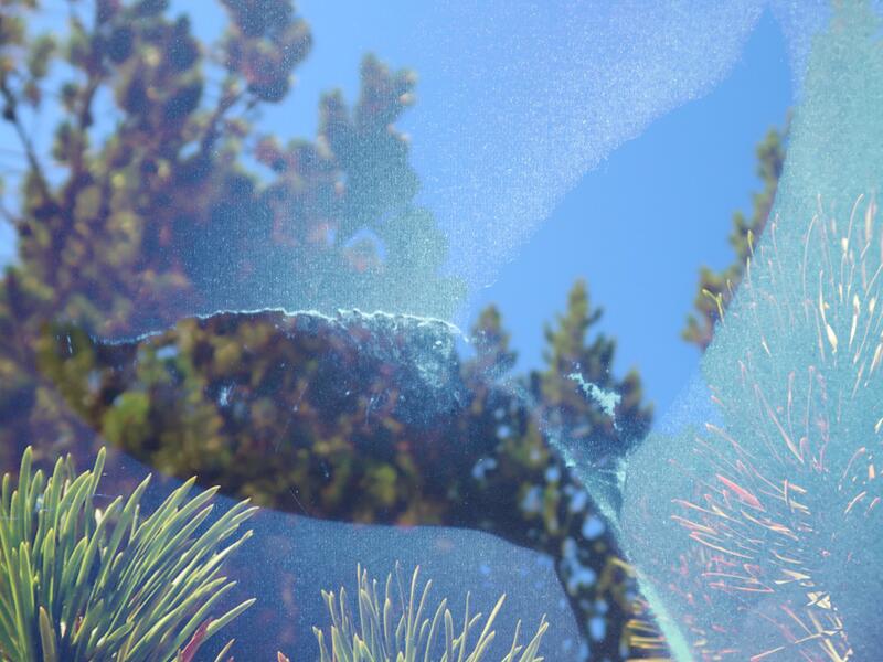video still from R.E.M Dream: Contrails as Songlines - whale tail and pines
