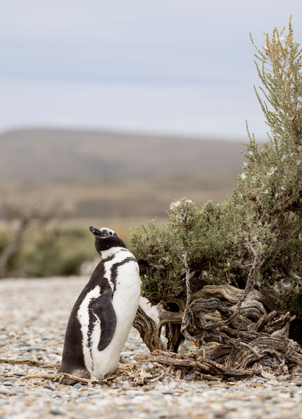 Part 2C: Magellanic Penguin