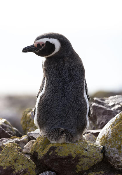 Part 2A: Magellanic Penguin