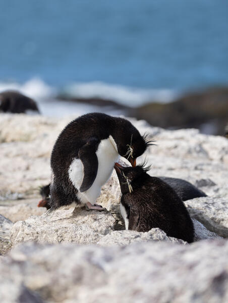 Rockhopper Penguins: Mates for Life