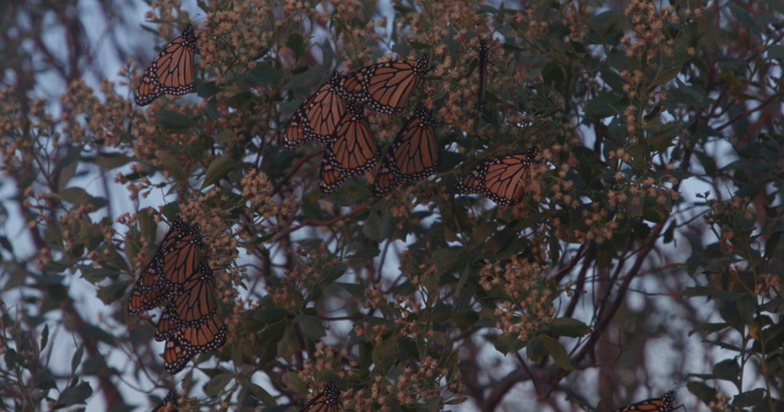 Monarch butterflies migrating 