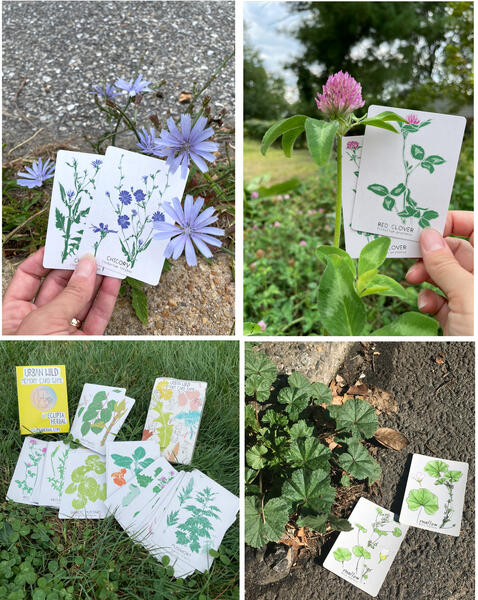 Urban Wild Weedy Medicine Memory Card Game (details)