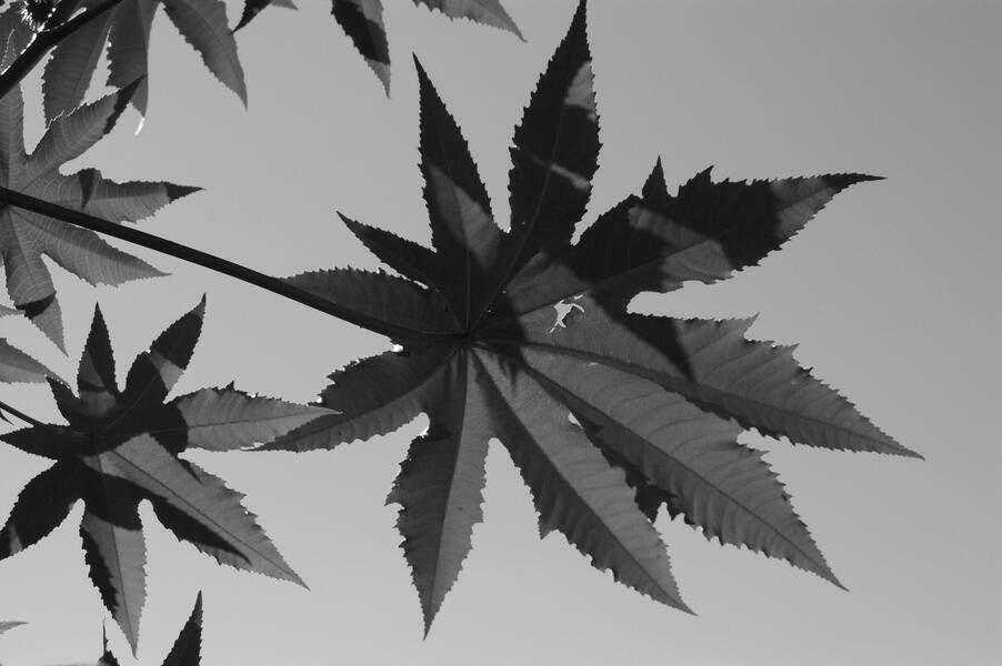 6-castor-leaves.jpg