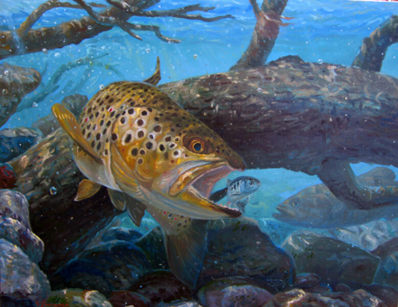 Brown Trout and Shiner