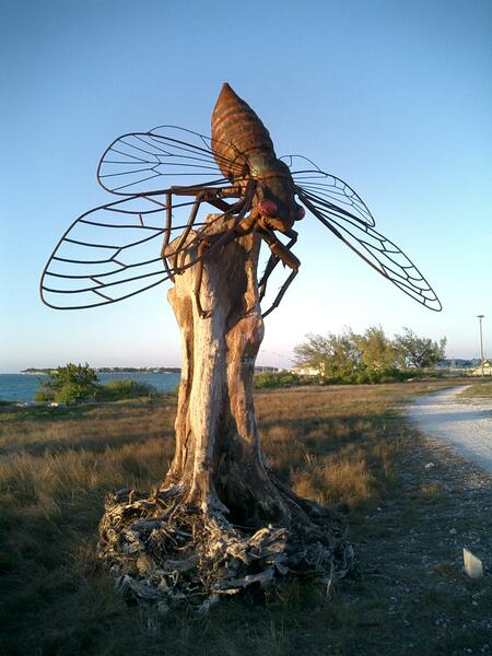 Cicada on an Australian Pine stump