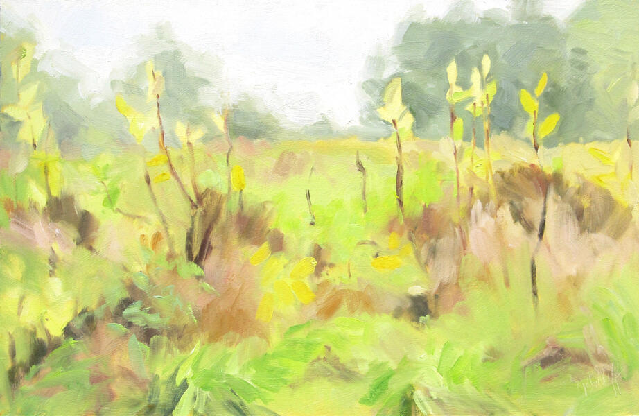 Milkweed and Quiet Field