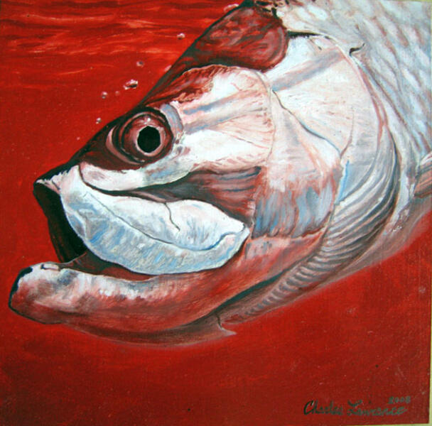 TARPON IN RED