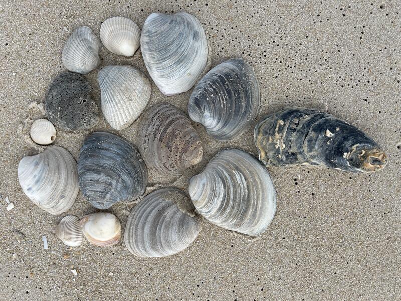 Seashells Assateague Island.JPG