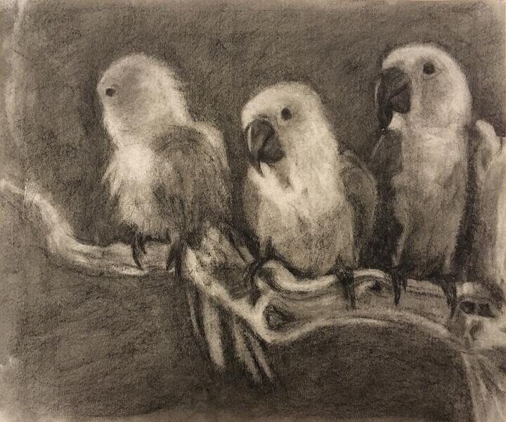 Charcoal, untitled, by Jessica Sadler