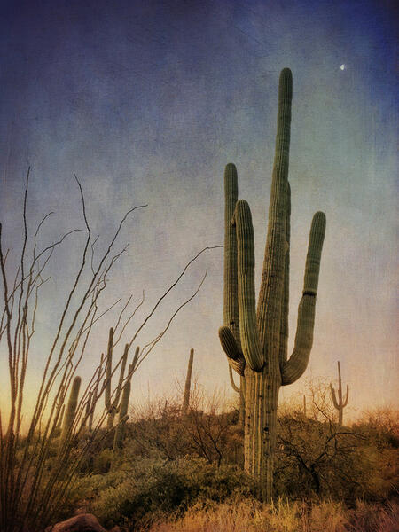 Sunrise Saguaro