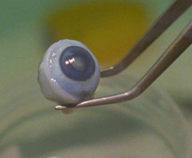 A still frame from Eye Movie