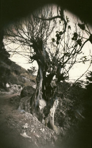 Tree (pinhole photograph)
