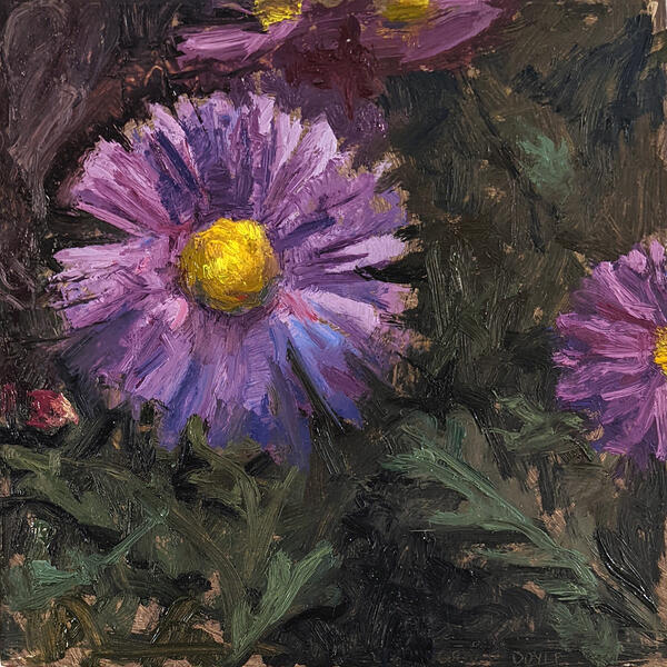 Asters May 12