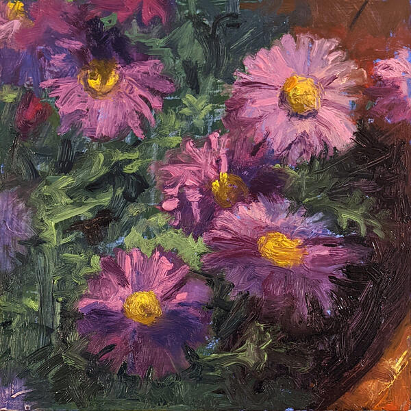 Asters May 10