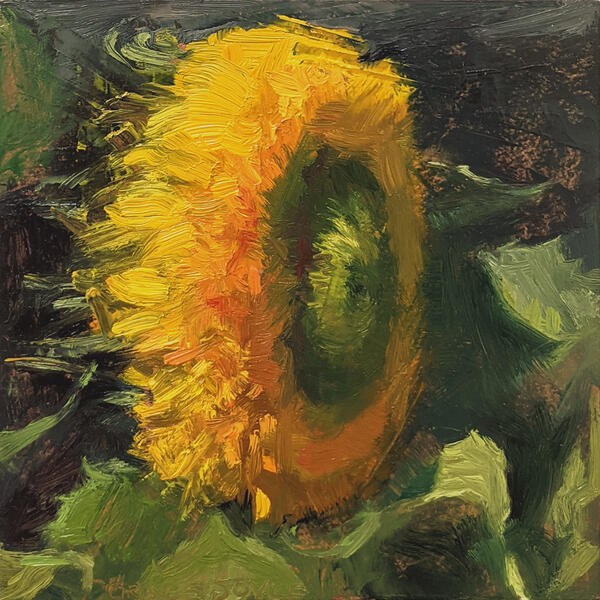 Sunflower July 31