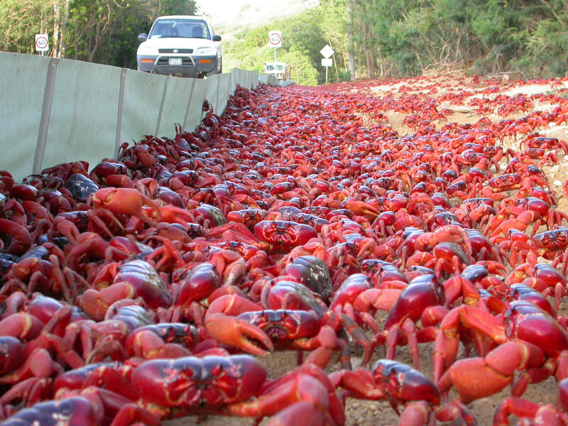 red crab migration